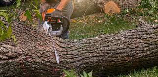 Best Leaf Removal  in Spring Ridge, MD