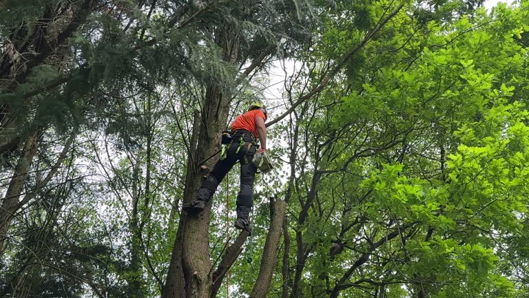 How Our Tree Care Process Works  in  Spring Ridge, MD