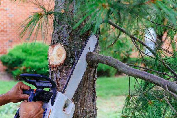 Best Hedge Trimming  in Spring Ridge, MD
